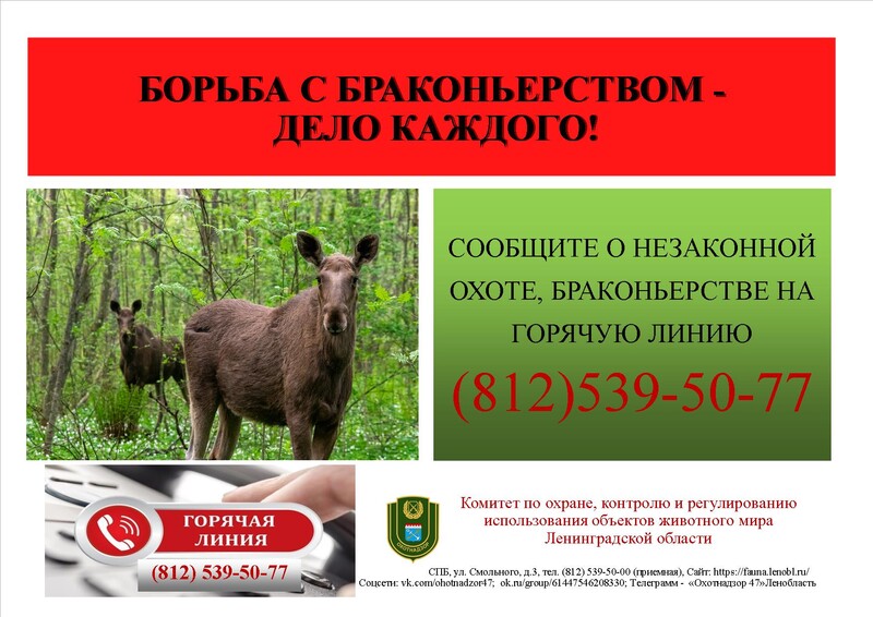 1675857723_goryachaya_liniya_informatsiya.jpg